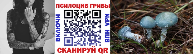 Псилоцибиновые грибы Psilocybe  Купить  Оса 